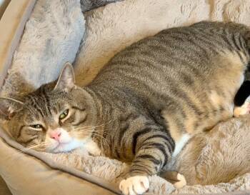 Rescue Domestic Short Hair Cats for Adoption - Tom Tom | PetCurious