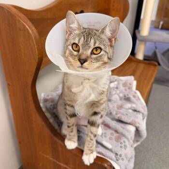 Joanie -  Domestic Short Hair Cat for Adoption in Gainesville, Florida - Joanie | PetCurious