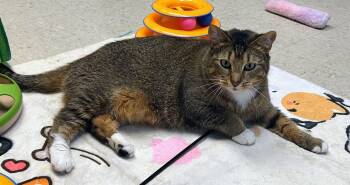 Stormy -  Domestic Short Hair Cat for Adoption in Cranston, Rhode Island - Stormy | PetCurious