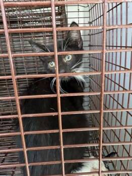 Rescue Domestic Short Hair Cats for Adoption in Houston, Texas - A638419 | PetCurious
