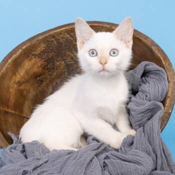 BlueSky -  Domestic Short Hair and Siamese Cat for Adoption in Franklin, Tennessee - BlueSky | PetCurious