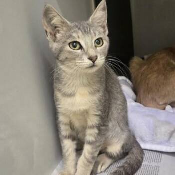 Camille -  Domestic Short Hair Cat for Adoption in Phoenixville, Pennsylvania - Camille | PetCurious