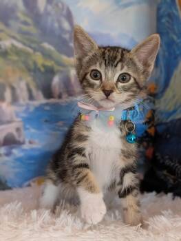 Trunks -  Siamese and Tabby Cat for Adoption in Fremont, California - Trunks | PetCurious