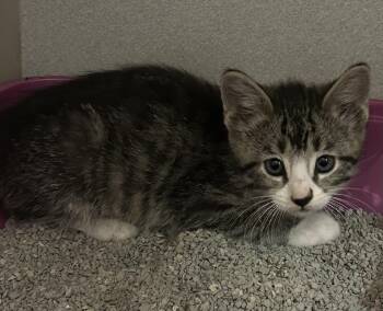 Scramble -  Domestic Short Hair Cat for Adoption in Mason City, Iowa - Scramble | PetCurious