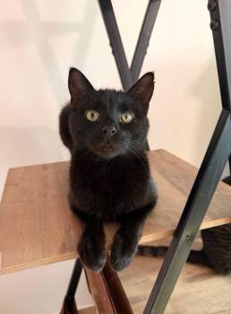 Domestic Short Hair Cats Available for Adoption in New York, New York - RABBIT | PetCurious