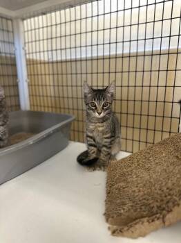 Blk & Grey tiger Polyd -  Domestic Medium Hair Cat for Adoption in Green River, Wyoming - Blk & Grey Tiger Polyd | PetCurious