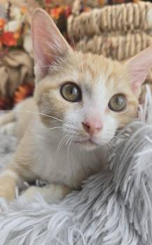 Rescue Domestic Short Hair Cats for Adoption in Ocean Springs, Mississippi - Wesson | PetCurious