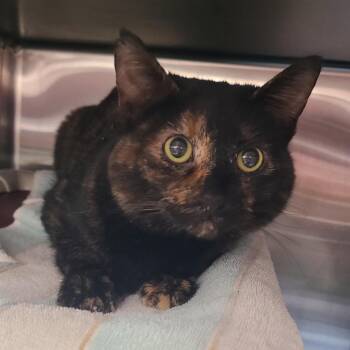 Domestic Short Hair Cats Available for Adoption - Kia | PetCurious