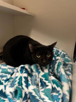 Domestic Short Hair Cats Available for Adoption in Frankfort, Kentucky - Velvet (BARN CAT) | PetCurious