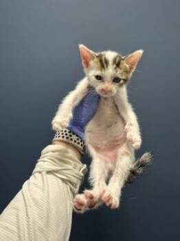 BUBBLE -  Domestic Short Hair Cat for Adoption in Doral, Florida - BUBBLE | PetCurious