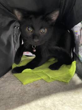 Buddy -  Domestic Short Hair Cat for Adoption in Ferndale, Michigan - Buddy | PetCurious