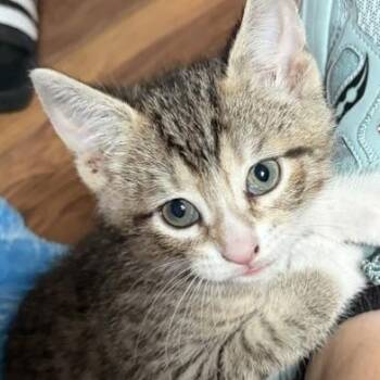 Kristoff -  Domestic Medium Hair Cat for Adoption in Kenhorst, Pennsylvania - Kristoff | PetCurious