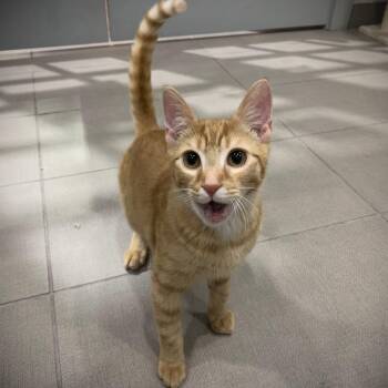 Rescue Domestic Short Hair Cats for Adoption in Buffalo, New York - Carter & Sammy | PetCurious