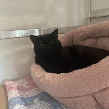 Crash -  Domestic Short Hair Cat for Adoption in Saint Charles, Missouri - Crash | PetCurious