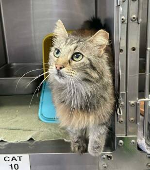 Domestic Long Hair Cats Available for Adoption in Rustburg, Virginia - Cattywampus - At Shelter | PetCurious