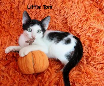 Little Tom -  Turkish Van Cat for Adoption in St. Augustine, Florida - Little Tom | PetCurious