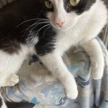 American Shorthair and Domestic Short Hair Cats Available for Adoption in El Mirage, Arizona - Amori | PetCurious