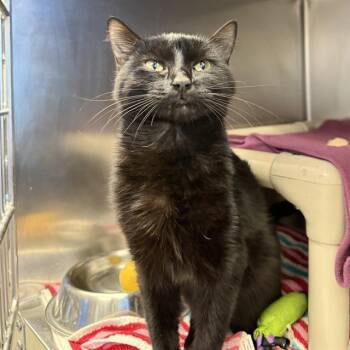 Domestic Medium Hair Cats Available for Adoption in Las Vegas, Nevada - MANDY | PetCurious