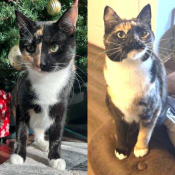 Kyo -  Domestic Short Hair and Calico Cat for Adoption in Ogden, Utah - Kyo | PetCurious