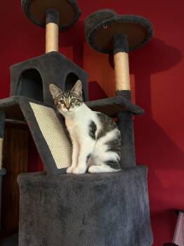 Rukia -  Domestic Short Hair Cat for Adoption in Hartville, Ohio - Rukia | PetCurious