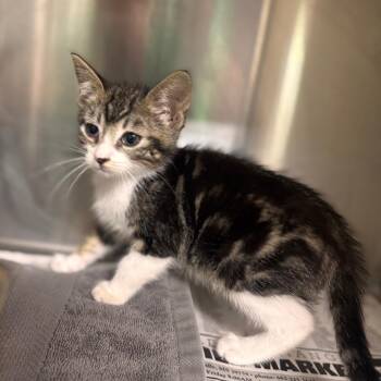 Cami -  Domestic Short Hair Cat for Adoption in Starkville, Mississippi - Cami | PetCurious