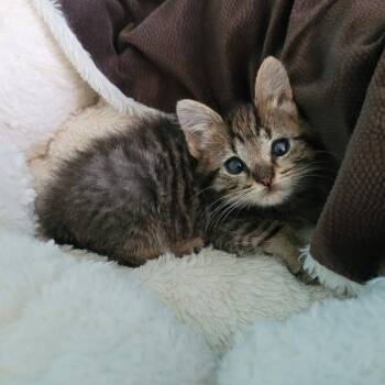 Cash -  Domestic Short Hair Cat for Adoption in Lyndhurst, Virginia - Cash | PetCurious