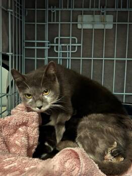 Domestic Short Hair Cats Available for Adoption - Valentina | PetCurious