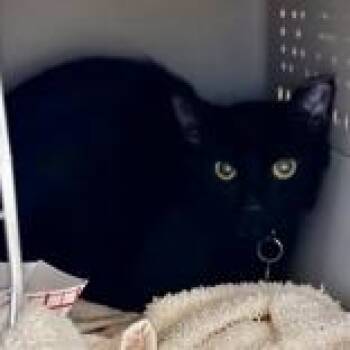 Domestic Short Hair Cats Available for Adoption - Rice | PetCurious