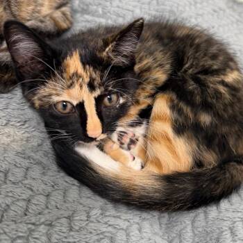 Rune -  Domestic Short Hair Cat for Adoption in Milford, Iowa - Rune | PetCurious