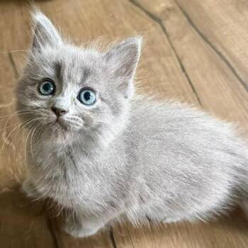Basil -  Domestic Short Hair Cat for Adoption in Fairfax, Virginia - Basil | PetCurious