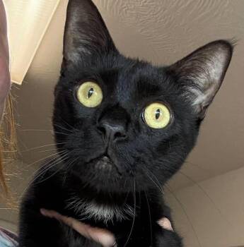 Mr. Skats -  Domestic Short Hair Cat for Adoption in Bolivar, Missouri - Mr. Skats | PetCurious