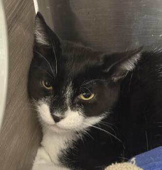 Domestic Short Hair Cats Available for Adoption - Jazz | PetCurious