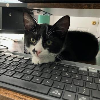Luck -  Domestic Short Hair Cat for Adoption in Lyndhurst, Virginia - Luck | PetCurious