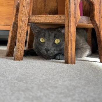 Domestic Short Hair Cats Available for Adoption in Wakefield, Massachusetts - Luna W | PetCurious