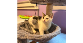 Rescue Domestic Short Hair Cats for Adoption in New Cumberland, West Virginia - Jerry | PetCurious