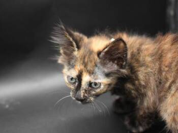 Napa -  Domestic Medium Hair Cat for Adoption in Portland, Oregon - Napa | PetCurious