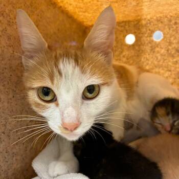 Trixie -  Domestic Short Hair Cat for Adoption in San Antonio, Texas - Trixie | PetCurious