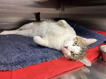 Domestic Short Hair Cats Available for Adoption - Sam | PetCurious