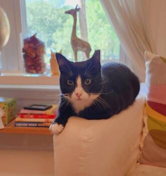 Rescue Domestic Short Hair Cats for Adoption in Philadelphia, Pennsylvania - Elyjah Elliot | PetCurious