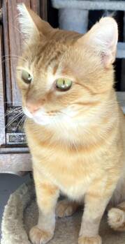 Tabby and Domestic Short Hair Cats Available for Adoption - Andy | PetCurious