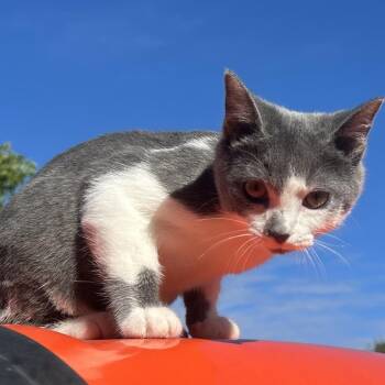 Daisy -  Domestic Short Hair Cat for Adoption in Traverse City, Michigan - Daisy | PetCurious