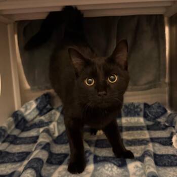 Domestic Short Hair Cats Available for Adoption in Council Bluffs, Iowa - Onyx | PetCurious