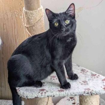 Intergalactic -  Domestic Short Hair Cat for Adoption in Waterloo, Iowa - Intergalactic | PetCurious