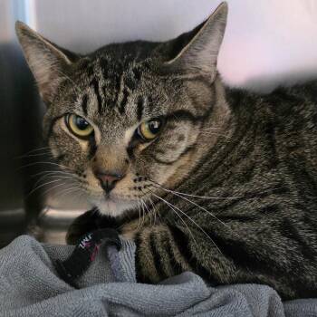 Dusty Doo -  Domestic Long Hair Cat for Adoption in Council Bluffs, Iowa - Dusty Doo | PetCurious