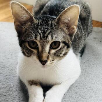 Shannon -  Domestic Short Hair Cat for Adoption in Fort Worth, Texas - Shannon | PetCurious