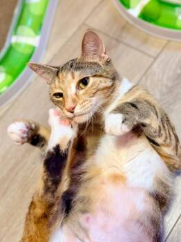 Marmee (Serpentine) -  Domestic Short Hair Cat for Adoption in Calgary, Alberta - Marmee (Serpentine) | PetCurious
