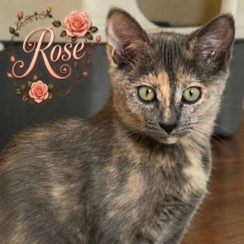 Rose -  Domestic Short Hair Cat for Adoption in Murfreesboro, Tennessee - Rose | PetCurious