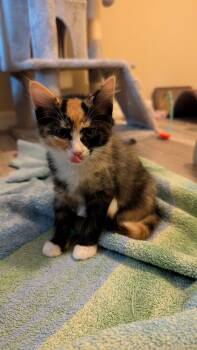 Tartlet - **Adopted** -  Domestic Short Hair Cat for Adoption in Alafaya, Florida - Tartlet - **Adopted** | PetCurious