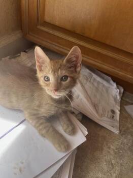 Benson -  American Shorthair Cat for Adoption in Tampa, Florida - Benson | PetCurious