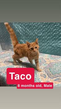 Taco -  Domestic Short Hair Cat for Adoption in Winchester, Indiana - Taco | PetCurious
